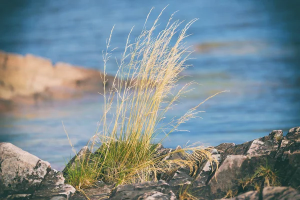 Herbe jaune haute sur le littoral — Photo