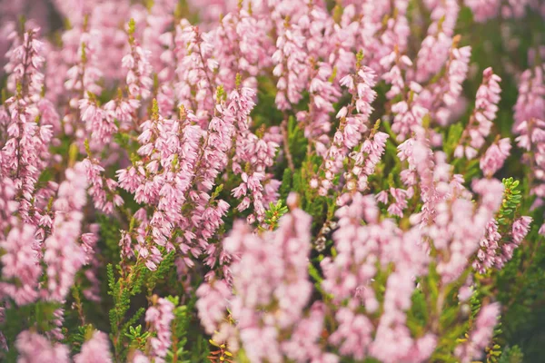 Pink common heather  or Calluna vulgaris in closeup during autum — Stock Photo, Image