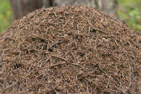 Anthill with ants in the forest