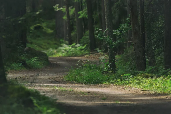 Camino de grava curvas en el bosque — Foto de Stock