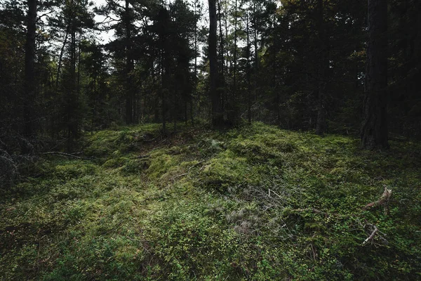 Wald im Herbst mit grünen üppigen Sträuchern von Blaubeeren und l — Stockfoto