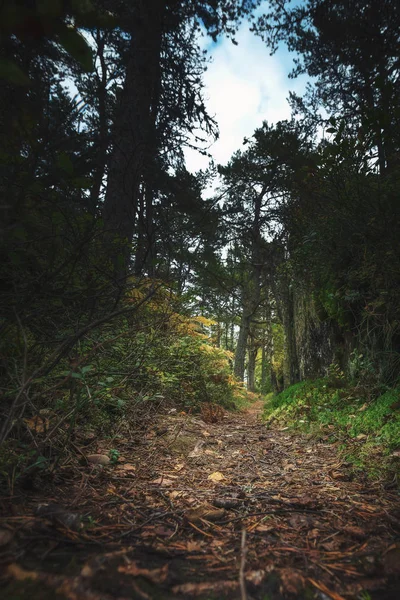 Bospad op lage hoekmening voor trekking doeleinden — Stockfoto