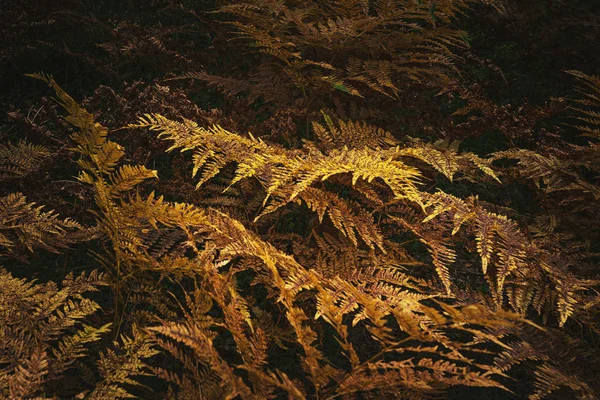 Fern leafes turuncu ve kahverengi sonbahar renkleri — Stok fotoğraf