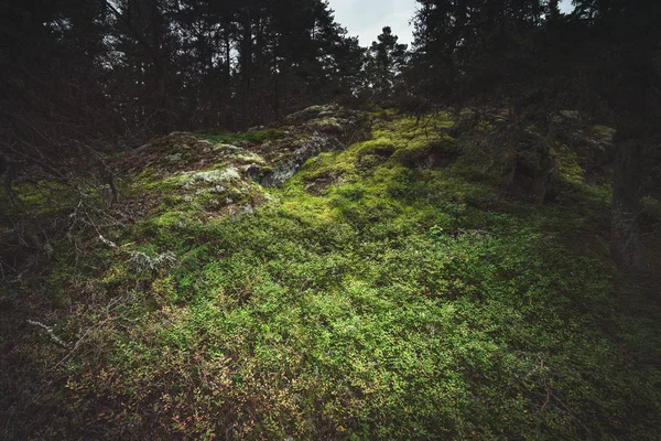 Colina cubierta de exuberantes arbustos verdes de arándanos y lingonberri —  Fotos de Stock