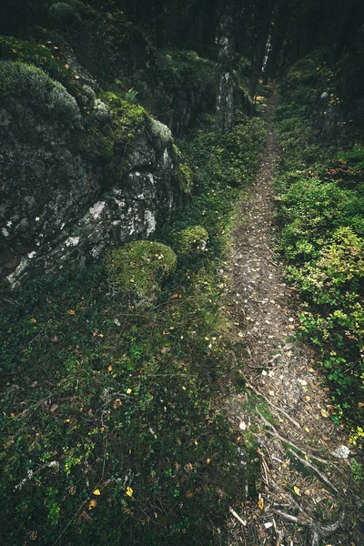 Sentier forestier dans une crevasse à des fins de randonnée en automne — Photo