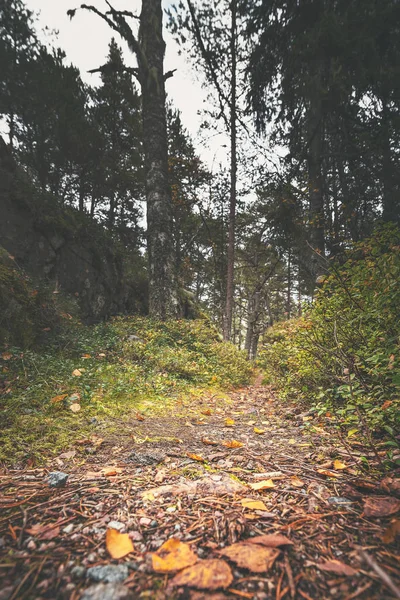 Trilha florestal em ângulo baixo vista para fins de trekking — Fotografia de Stock