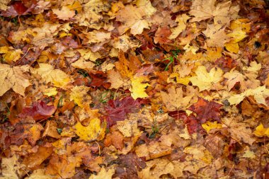 Zemin kaplı ıslak renkli akçaağaç yaprakları ile sonbahar veya f sırasında