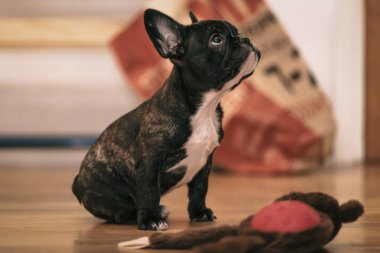 Oynak siyah beyaz Fransız bulldog köpek yavrusu ilk hafta h