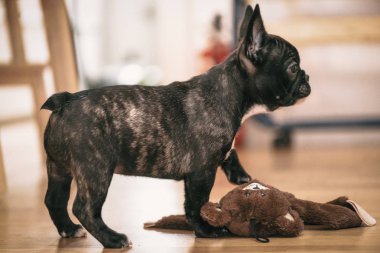 Oynak siyah beyaz Fransız bulldog köpek yavrusu ilk hafta h