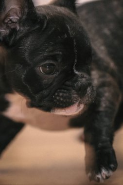 Oynak siyah beyaz Fransız bulldog köpek yavrusu ilk hafta h