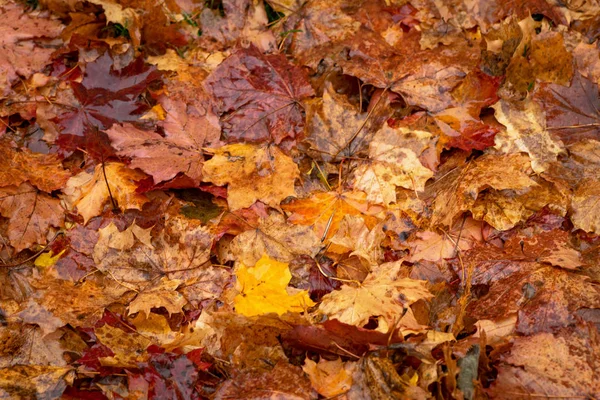 Suelo cubierto con hojas de arce de colores húmedos durante el otoño o f —  Fotos de Stock