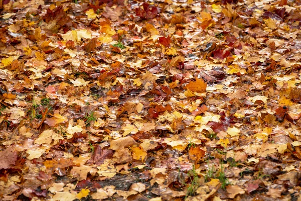 Suelo cubierto con hojas de arce de colores húmedos durante el otoño o f —  Fotos de Stock