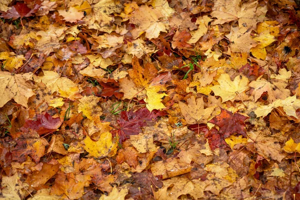 Zemin kaplı ıslak renkli akçaağaç yaprakları ile sonbahar veya f sırasında