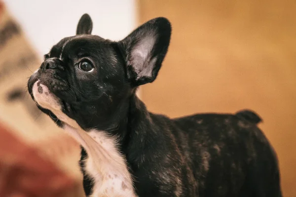 Giocoso bianco e nero cucciolo di bulldog francese la prima settimana a h — Foto Stock