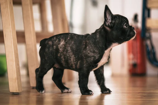 Oynak siyah beyaz Fransız bulldog köpek yavrusu ilk hafta h