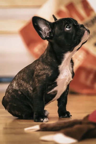 Játékos fekete-fehér francia bulldog kiskutya az első héten a h — Stock Fotó