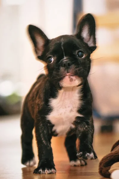 Giocoso bianco e nero cucciolo di bulldog francese la prima settimana a h — Foto Stock