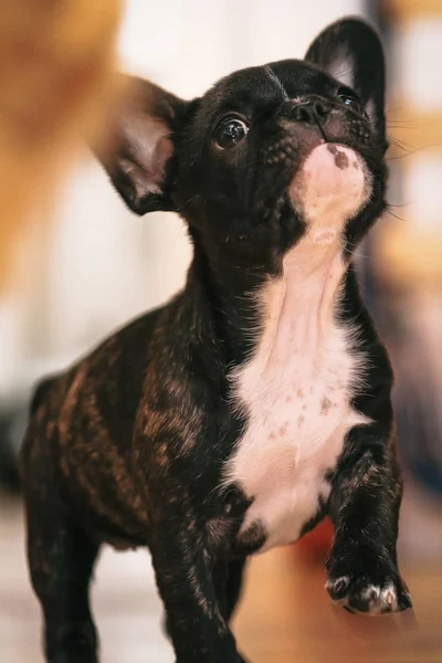 Giocoso bianco e nero cucciolo di bulldog francese la prima settimana a h — Foto Stock