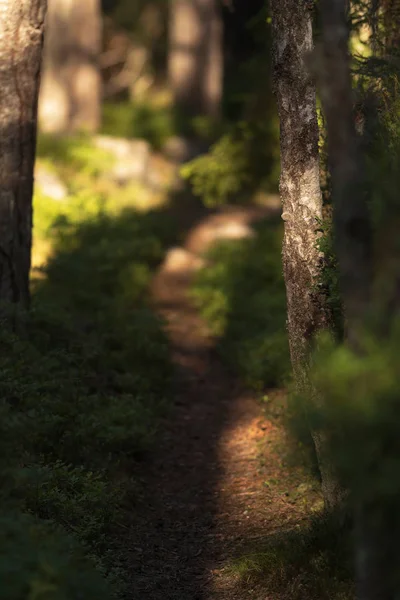 Gyalogút vályú nyáron buja erdő. — Stock Fotó