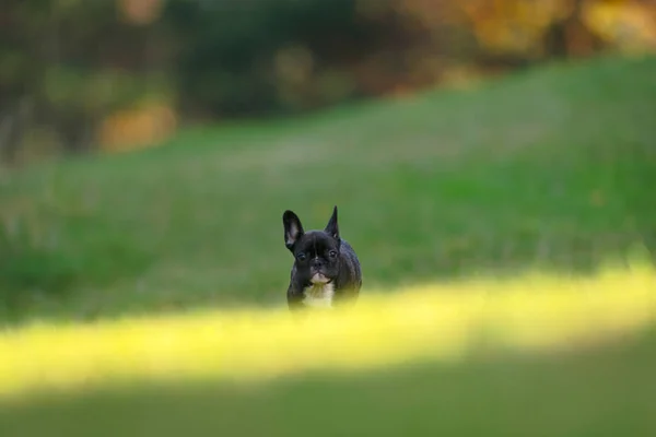 Felice cucciolo di bulldog francese di razza pura che corre su un'erba illuminata dal sole fi — Foto Stock