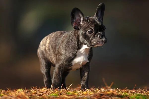 Filhote de cachorro bulldog francês puro olhando em uma floresta de outono — Fotografia de Stock