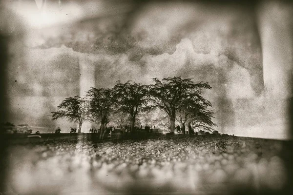 黒と白の丘の上の木が墓地 — ストック写真