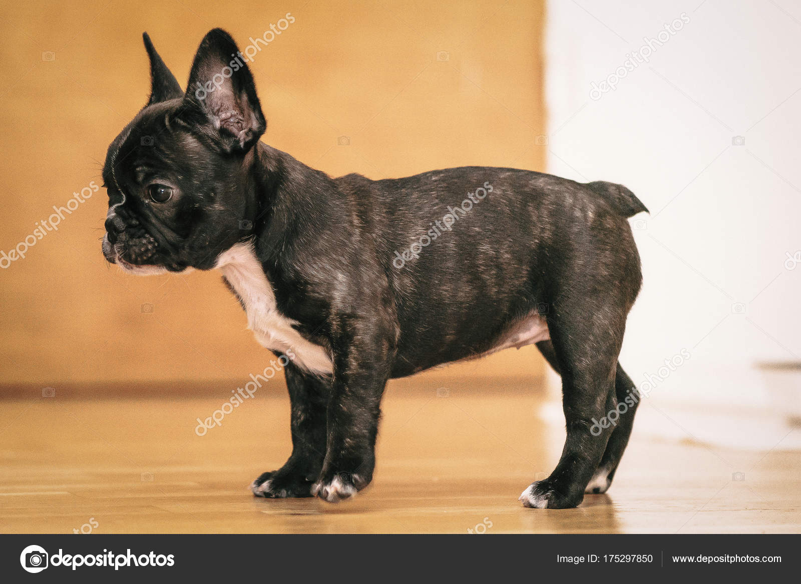 Settimana Il Primo Cucciolo Giocoso Bulldog Francese Bianco E Nero