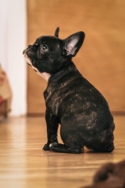 Oynak siyah beyaz Fransız bulldog köpek yavrusu ilk hafta h