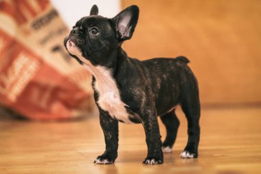 Oynak siyah beyaz Fransız bulldog köpek yavrusu ilk hafta h