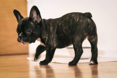 Oynak siyah beyaz Fransız bulldog köpek yavrusu ilk hafta h