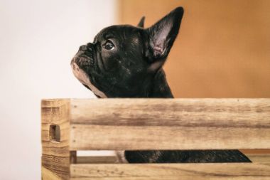 Oynak siyah beyaz Fransız bulldog köpek yavrusu ilk hafta h