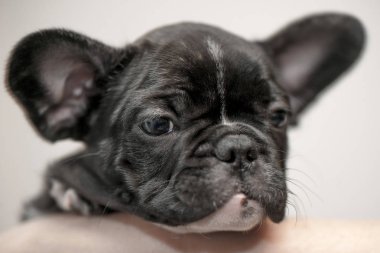 Safkan Fransız bulldog köpek yavrusu alışmaya yeni ev için