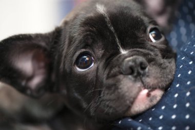 Safkan Fransız bulldog köpek yavrusu alışmaya yeni ev için