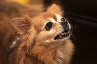 Uzun saçlı Chiwawa köpek arıyorum kahverengi