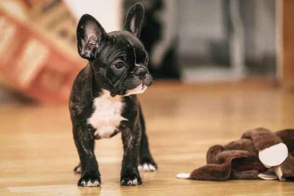 Играющий черно-белый щенок французского бульдога первую неделю на h — стоковое фото