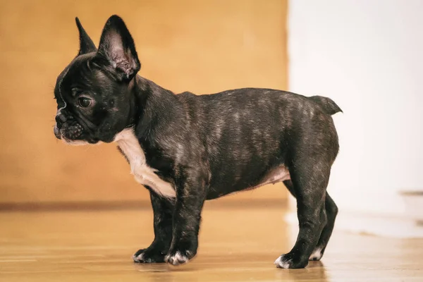 Oynak siyah beyaz Fransız bulldog köpek yavrusu ilk hafta h — Stok fotoğraf