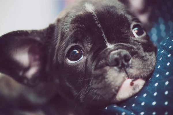 Purebred french bulldog puppy getting used to the new home