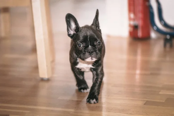 Играющий черно-белый щенок французского бульдога первую неделю на h — стоковое фото