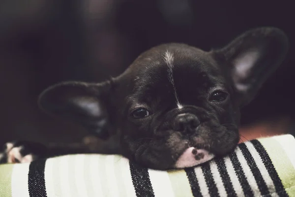Safkan Fransız bulldog köpek yavrusu alışmaya yeni ev için — Stok fotoğraf