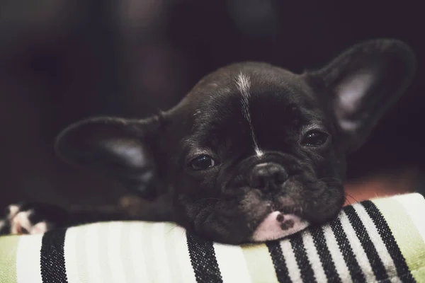 Purebred filhote de cachorro bulldog francês se acostumando com a nova casa — Fotografia de Stock