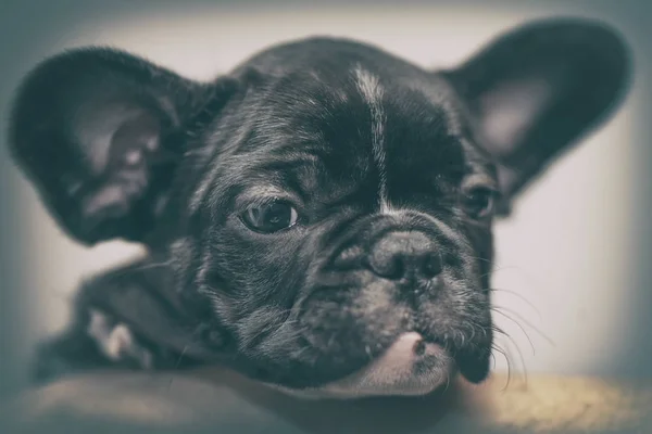 Чистая французская бульдог щенок привыкает к новому дому — стоковое фото