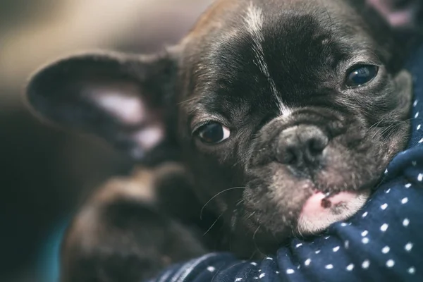 Cucciolo di bulldog francese purosangue abituarsi alla nuova casa — Foto Stock