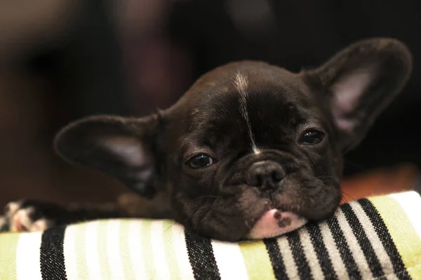 Fajtiszta francia bulldog kiskutya megszokni az új haza — Stock Fotó