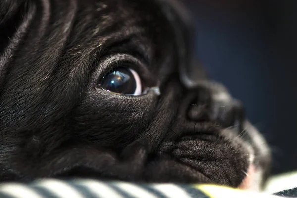 Cucciolo di bulldog francese purosangue abituarsi alla nuova casa — Foto Stock