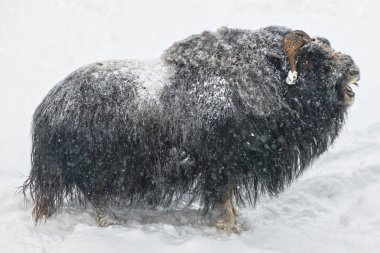 Muskox in closeup grunting during winter and snowfall, from the  clipart