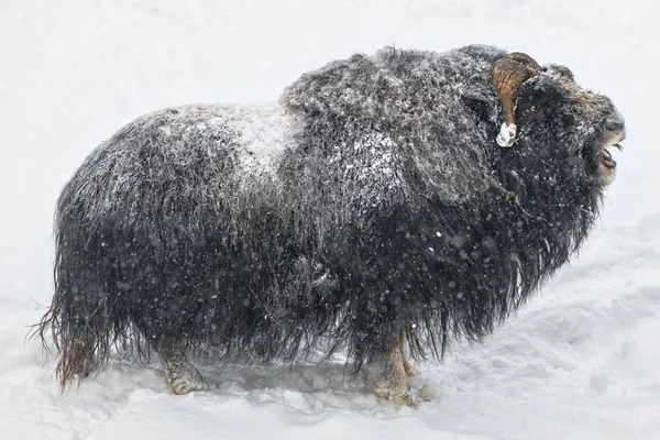 Muskox in close seup grunting during winter and snowfall, from the — стоковое фото