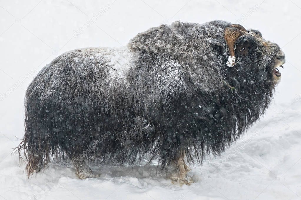 Muskox in closeup grunting during winter and snowfall, from the 