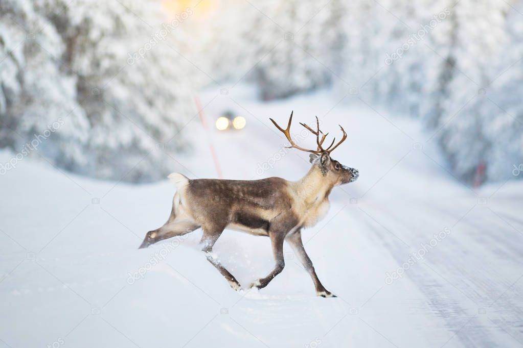 Reindeer crossing a winter road, cars headlights visible in the 