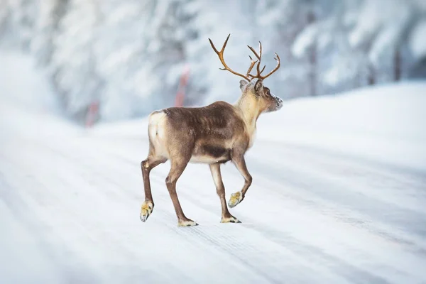 Rennes traversant une route d'hiver tôt le matin — Photo