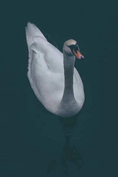 Dois Cisnes Brancos Cima Durante Primavera Água Escura Suécia — Fotografia de Stock